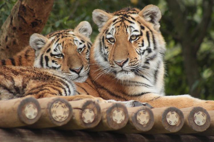 Johannesburg Zoo