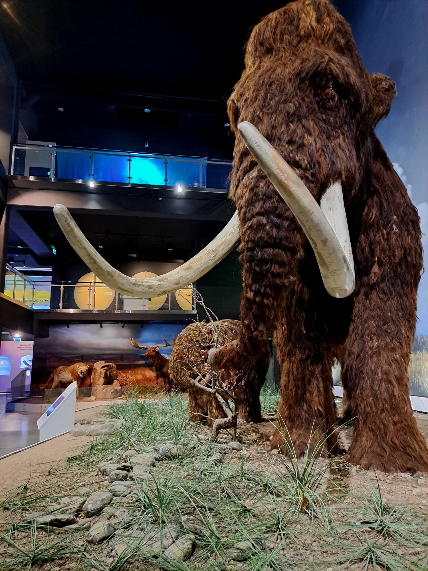 Ice Age Centre