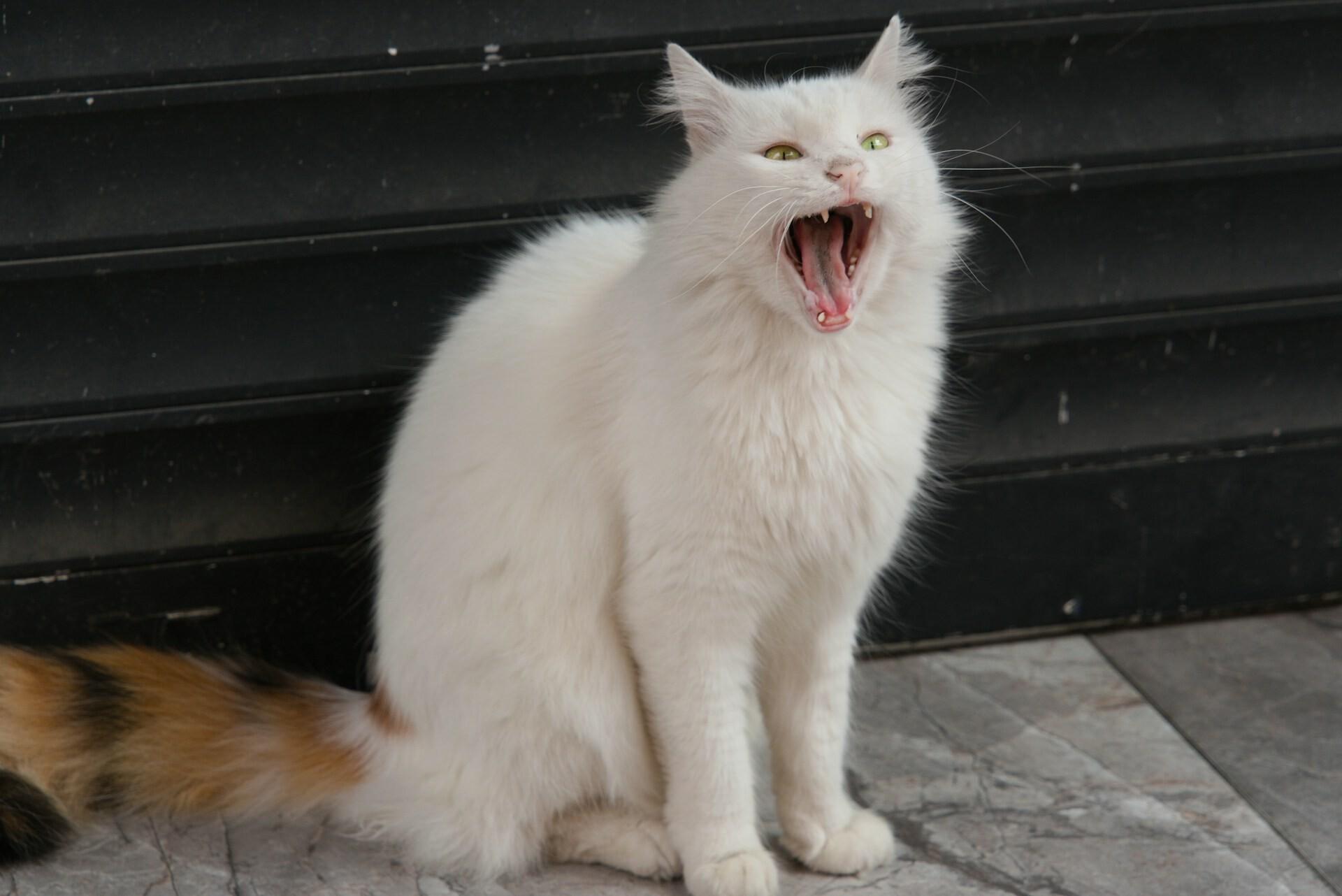 Dental Tourism in Turkey