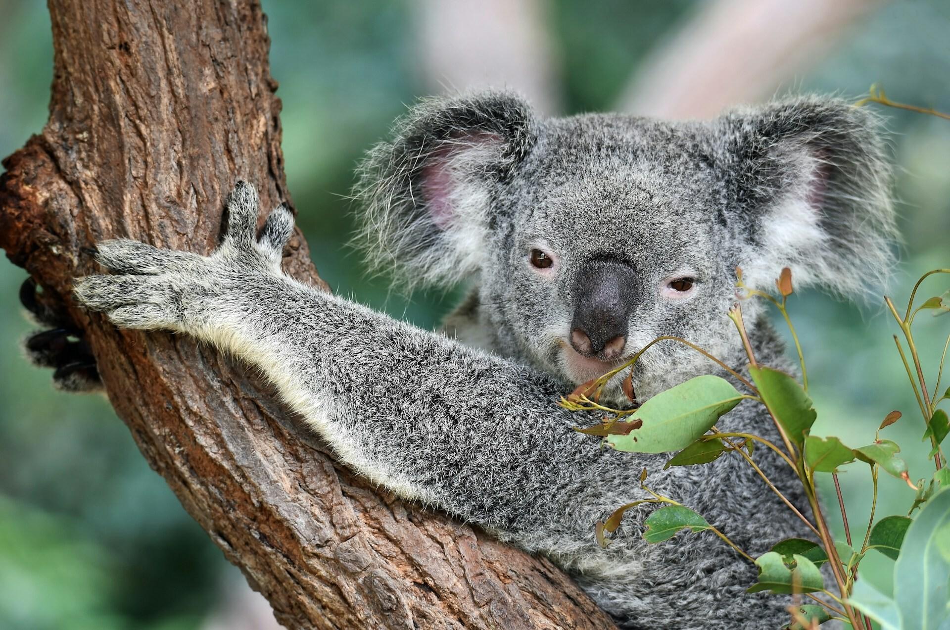 What Nobody Tells You Before Moving to Australia