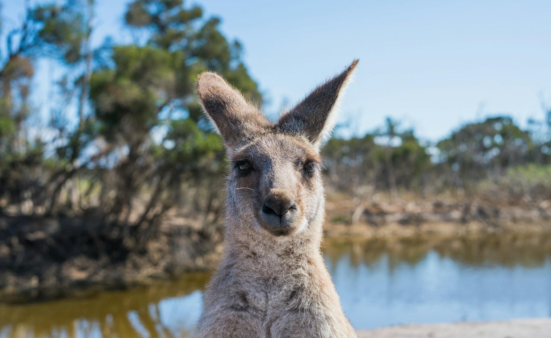 Australian Slang: A Survival Glossary