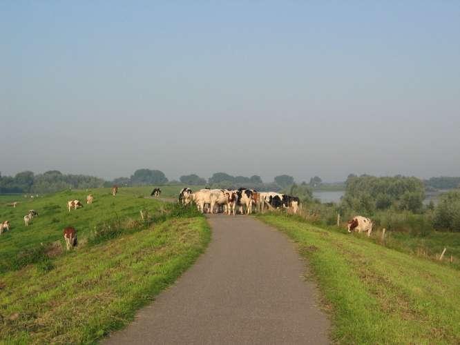 De Gamerensche Waard