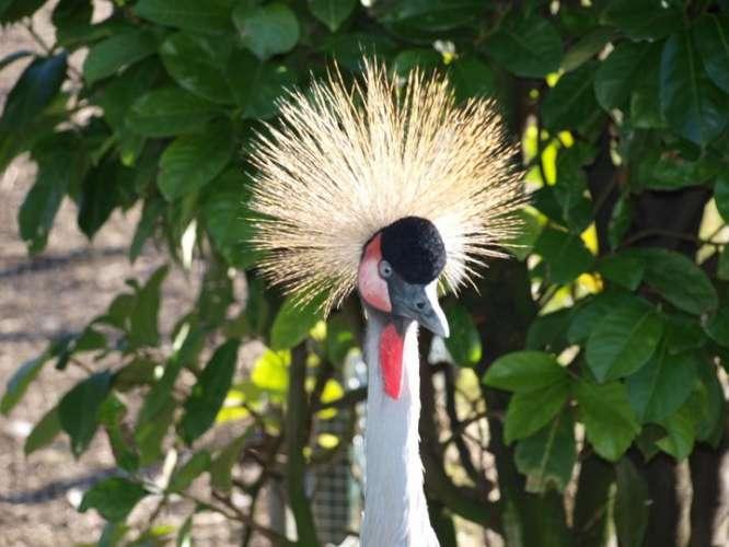 Kleindierwandelpark Hedel