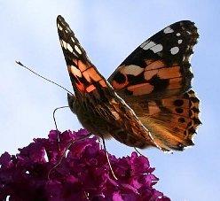 Fazanterie De Rooie Hoeve