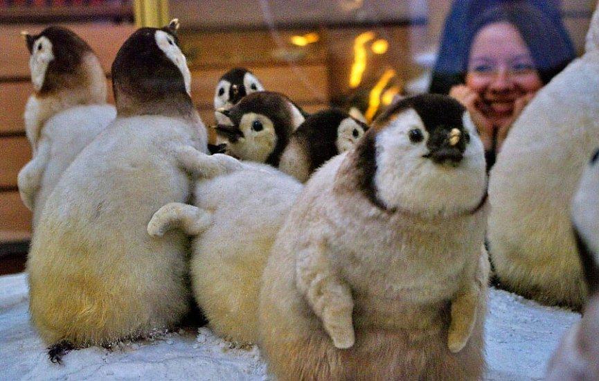 Arctic and Antarctic Museum