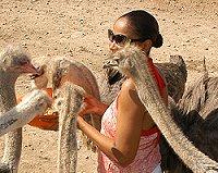 The Aruba Ostrich Farm
