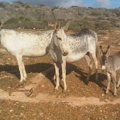Donkey Sanctuary Aruba
