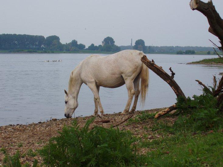 Strandje Alem