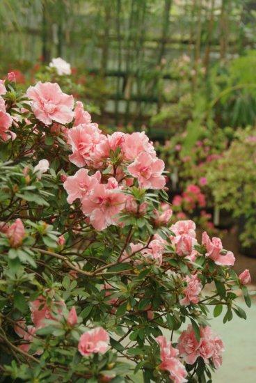 Central Botanical Garden