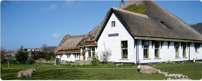 Texel Sheep Farm