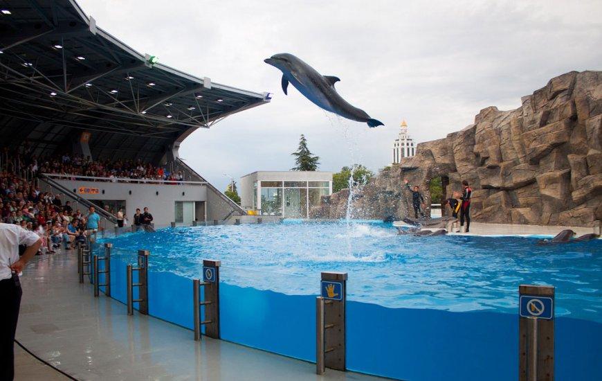 Delfinarium