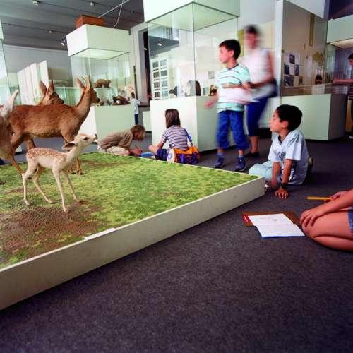Natuurmuseum Brabant