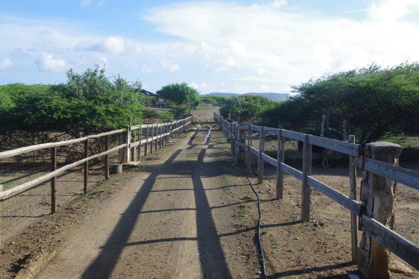 Curacao Ostrich Farm