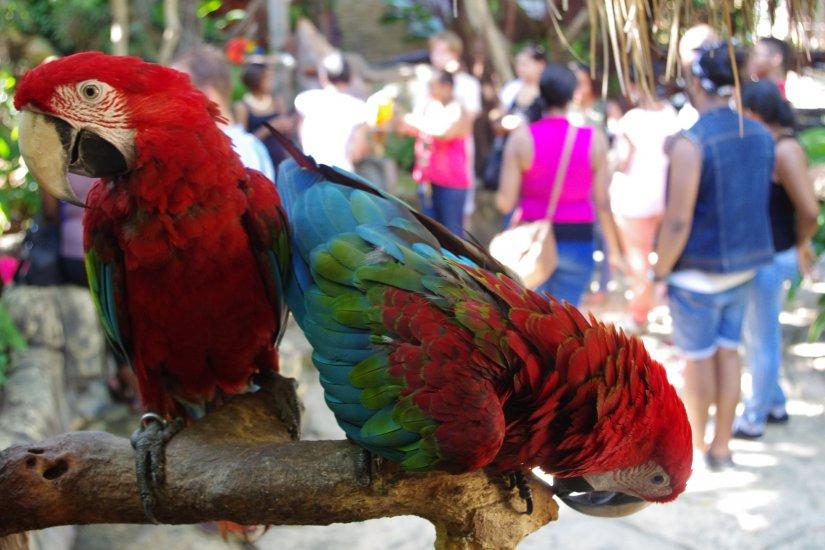 Amazonia, The Lost Cultures