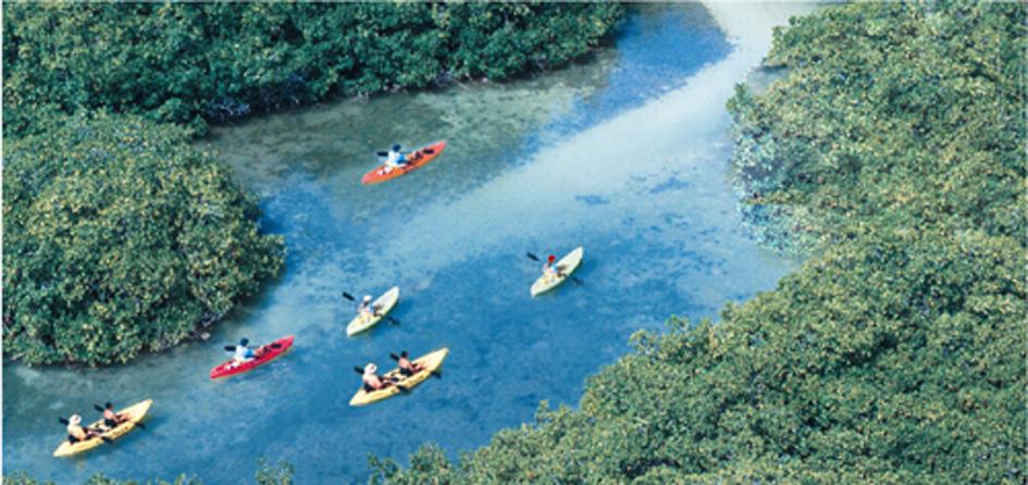 Mangrove Information Center