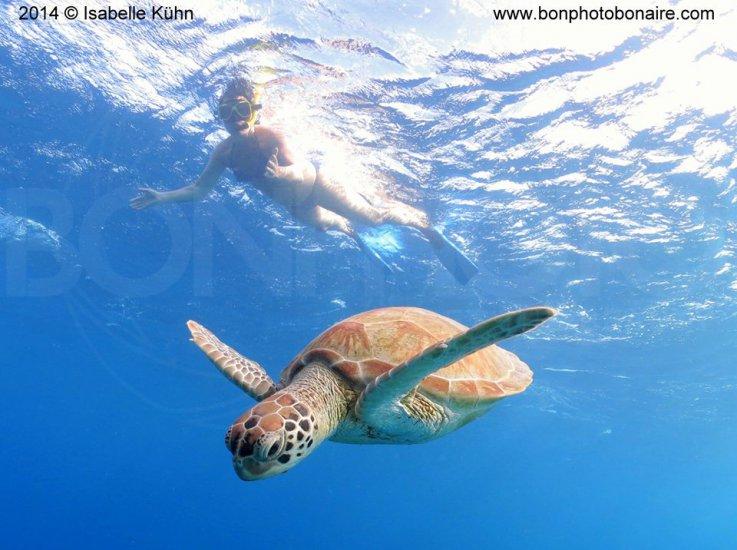 Sea Cow Snorkelling Bonaire