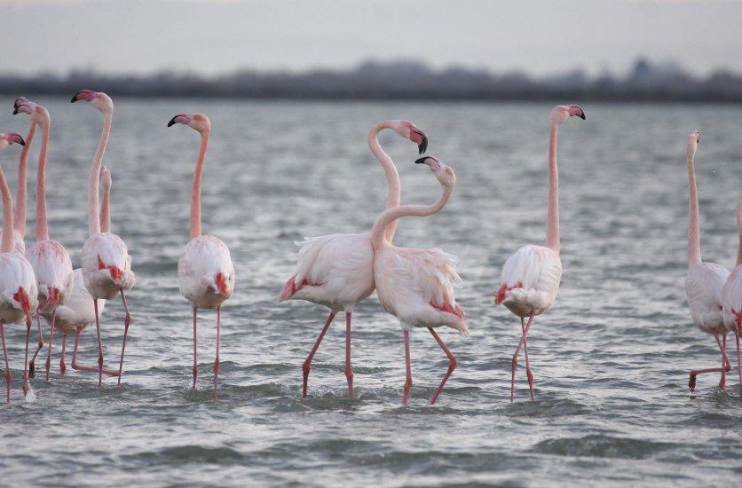 Molentargius Saline Nature Park (Parco Naturale Regionale Molentargius Saline)