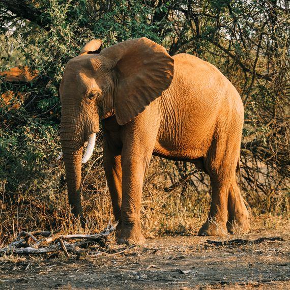 Kruger Park