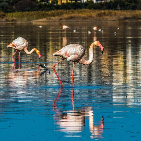 Larnaca