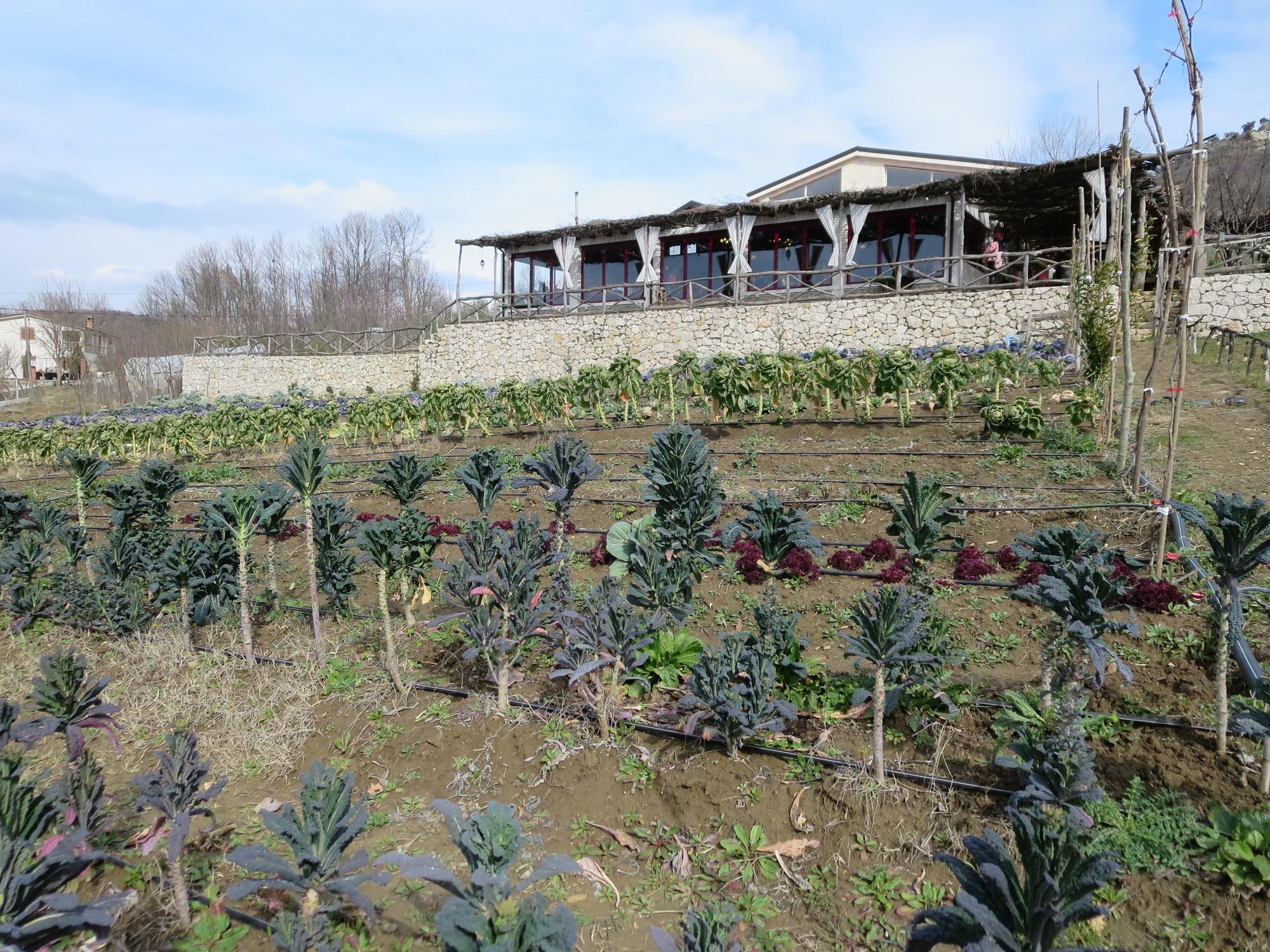 Farm to Table: Agrotourism and the Albanian food revolution