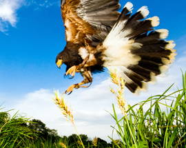 Šibenik Falconry Centre