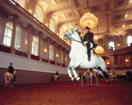 Spanische Hofreitschule 