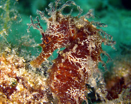 Kostrena Diving Center