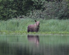 Smolny National Park