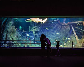 Sochi Dicovery World Aquarium