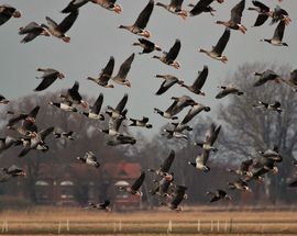 Nemunas Delta Regional Park
