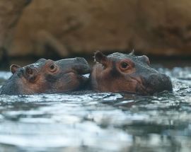 Copenhagen Zoo