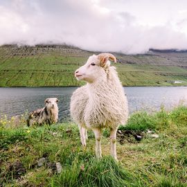 Faroe